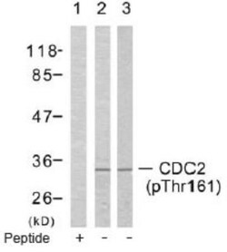 CDC2/CDK1, p Thr161 Antibody, Novus Biologicals 0.025 mL; Unconjugated:Antibodies,